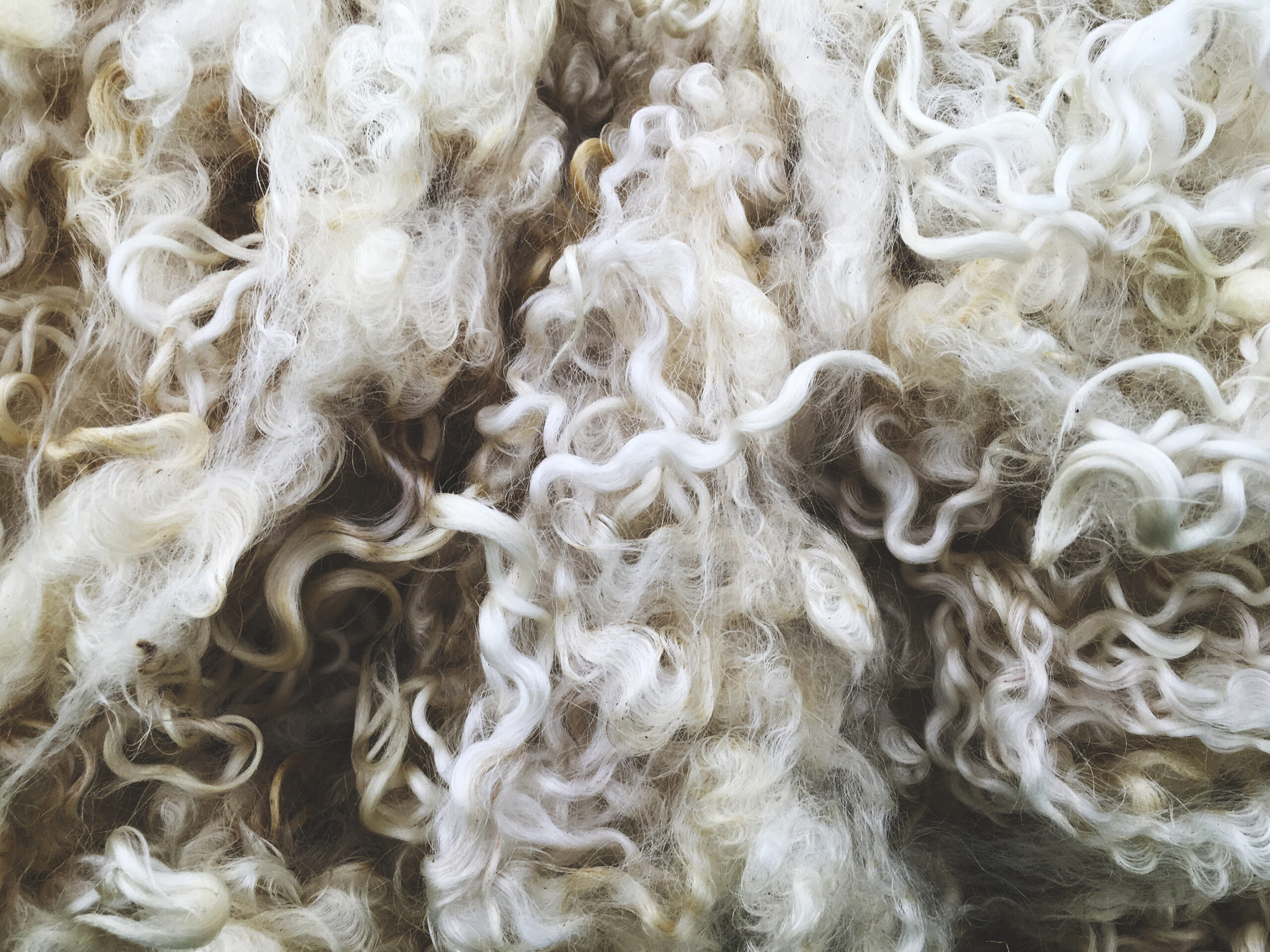 Guida al Mohair: tutto quello che devi sapere